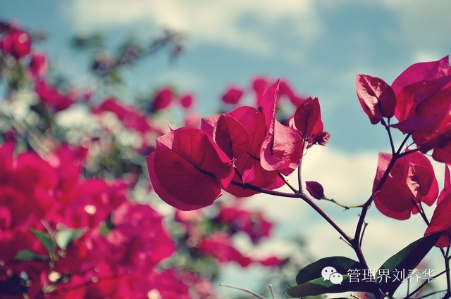 感悟管理：借來的火照亮不了你的心靈！【作者：劉春華】