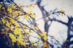 劉春華授課華豐偉業(yè)：華茂春松成一統(tǒng)，豐年學(xué)業(yè)利于行